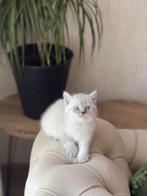 A Kalite British Shorthair Yavrum