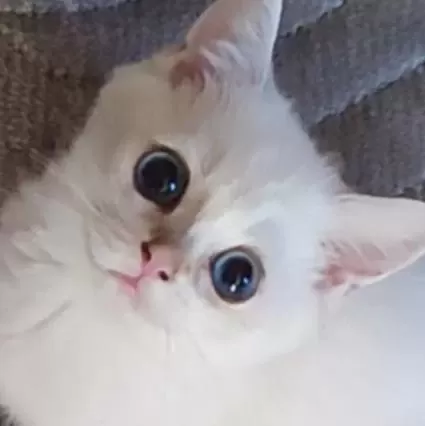 Safkan British Shorthair