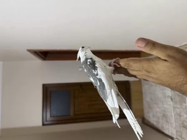 Heavy Sultan Papağanı