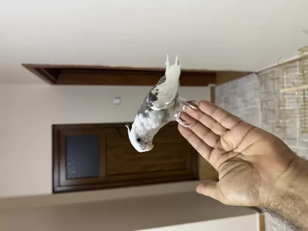 Heavy Sultan Papağanı