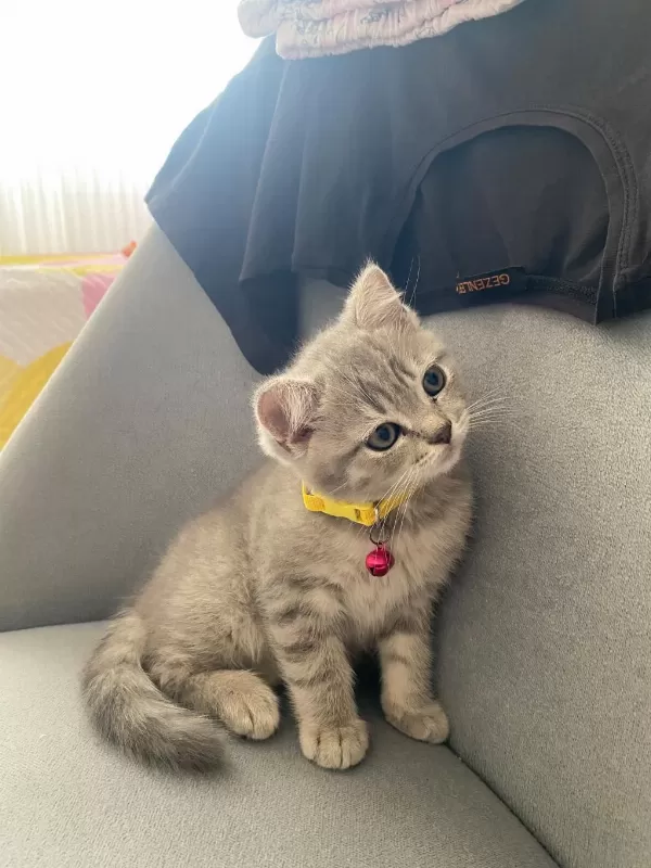 Yavru Kedimizi Sahiplendirme