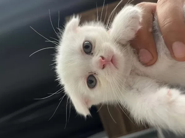 British Shorthair Yavru Kediler