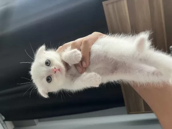 British Shorthair Yavru Kediler