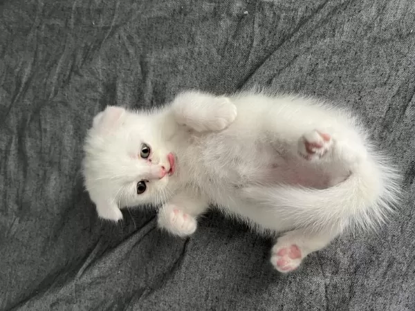 British Shorthair Yavru Kediler