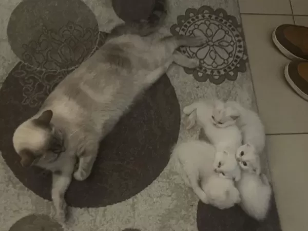 British Shorthair Yavru Kediler