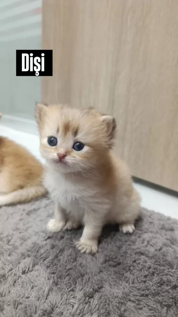 Golden British Longhair Yavrularımız