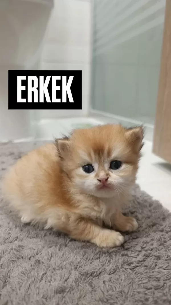 Golden British Longhair Yavrularımız