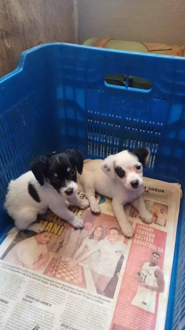 Harika Jack Russell Yavru