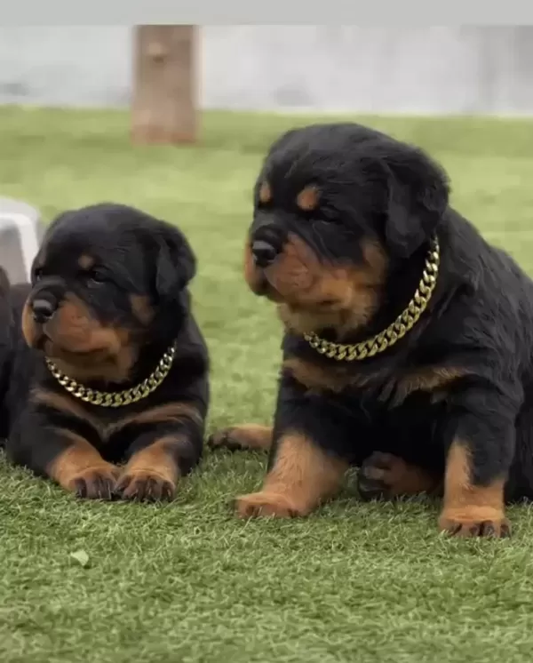 Rottweiler Yavruları