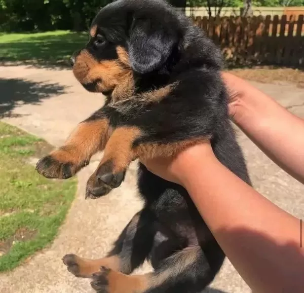 Rottweiler Yavruları