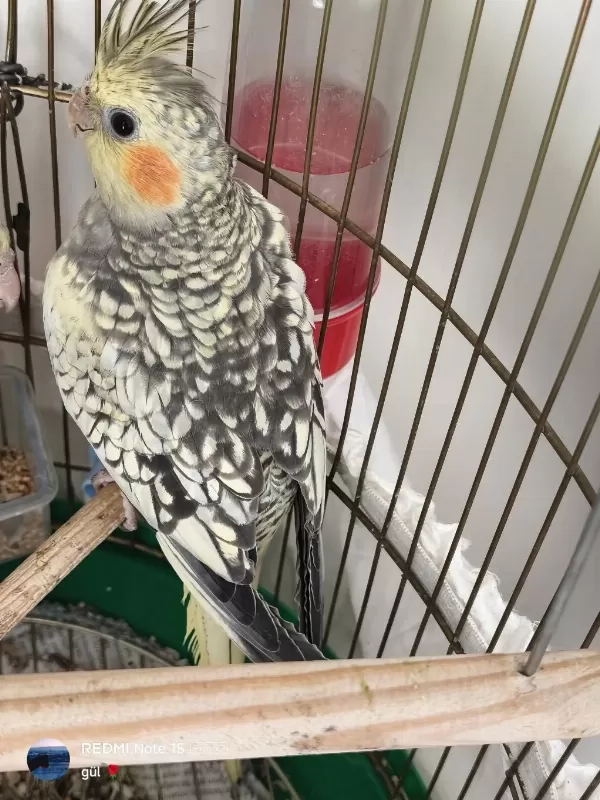 Sultan Papağanı 3 Aylık Kuşumuz