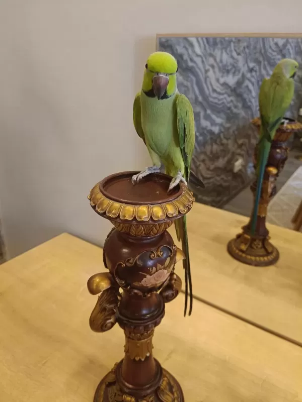 Erkek Pakistan Papağan