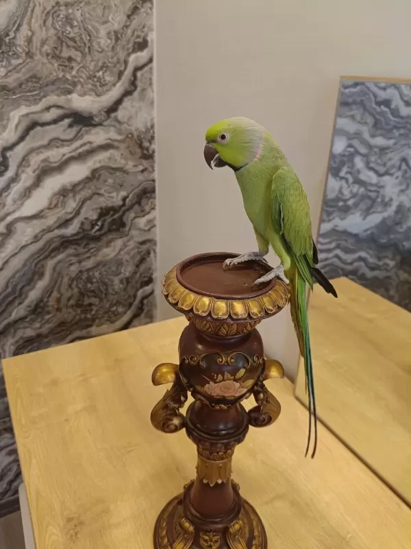 Erkek Pakistan Papağan