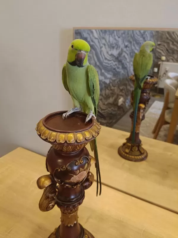 Erkek Pakistan Papağan