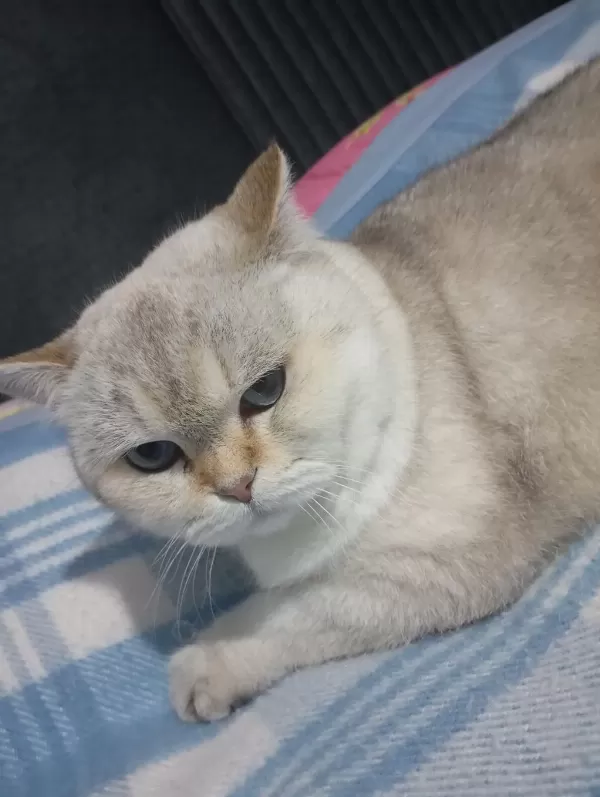 British Shorthair Kedimiz