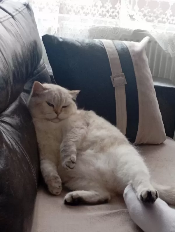 British Shorthair Kedimiz