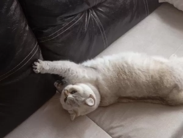 British Shorthair Kedimiz