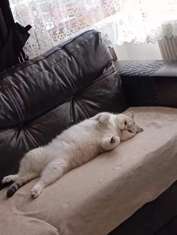 British Shorthair Kedimiz