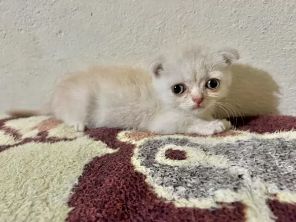 2.5 Aylık Scottish Fold İlanda Gold Rengi Hareketli