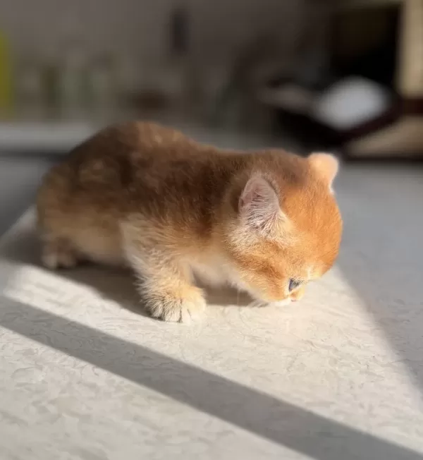 Ny11 Golden Harika Kalite Golden British Shorthair