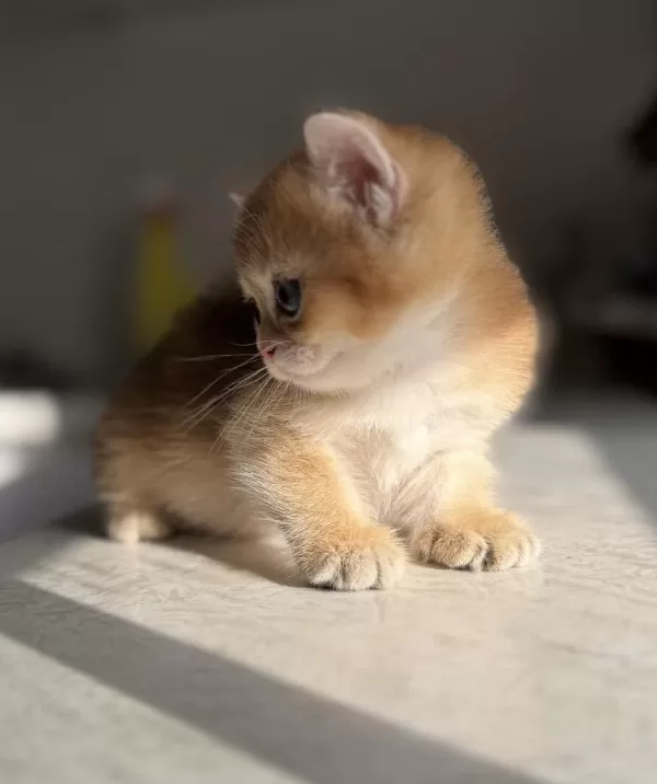 Ny11 Golden Harika Kalite Golden British Shorthair
