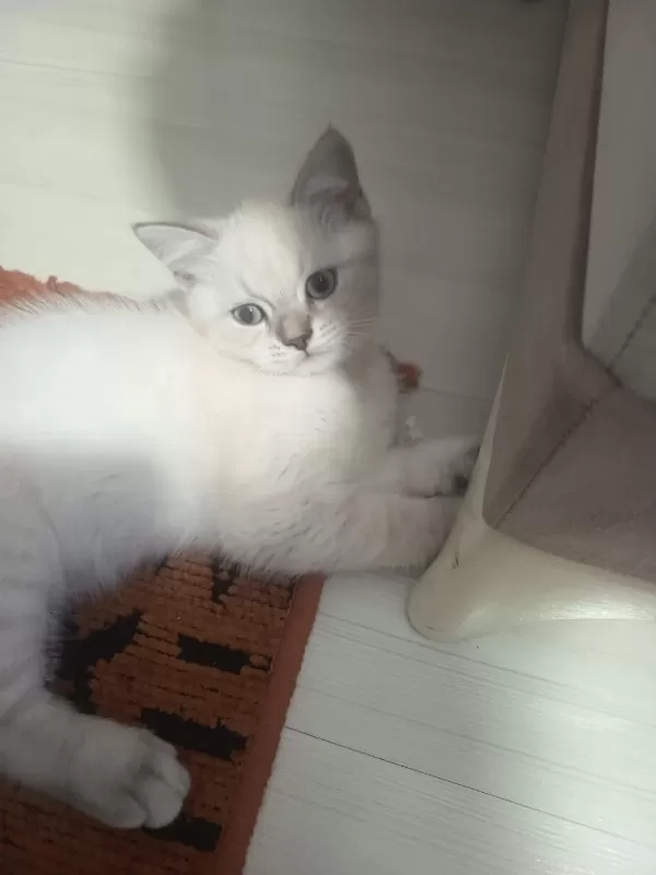 Sevimli Yavru Kedimize Aile Arıyoruz