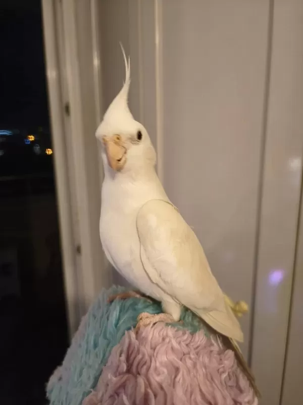 Damizlik Erkek Albino Sultan Papağani Erkek
