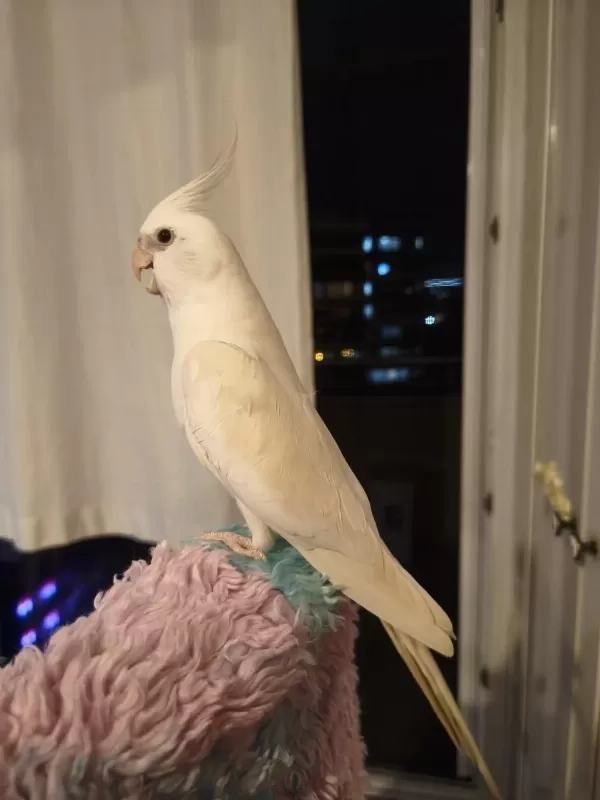 Damizlik Erkek Albino Sultan Papağani Erkek