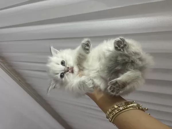 British Longhair Kedisi