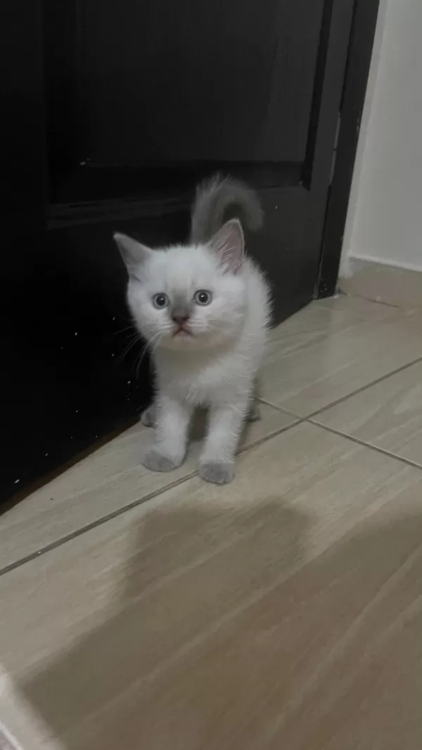 Bluepoint Orjinal Ve Çok Özel Yavru Kedimiz