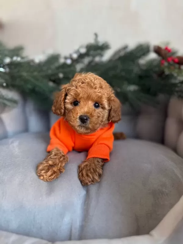 Harika Toy Poodle Yavru
