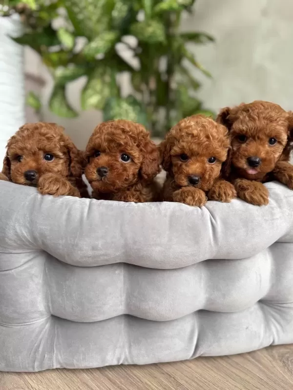 Harika Toy Poodle Yavru