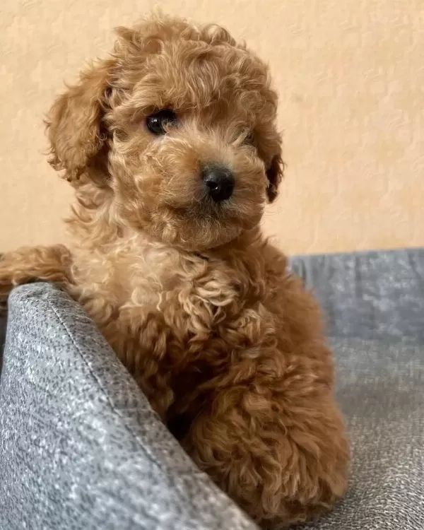 Harika Toy Poodle Yavru