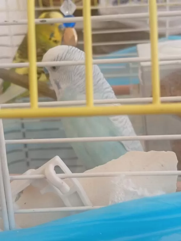 İki Adet Ali İkinci Ve Konuşan Erkek Muhabbet Kuşu
