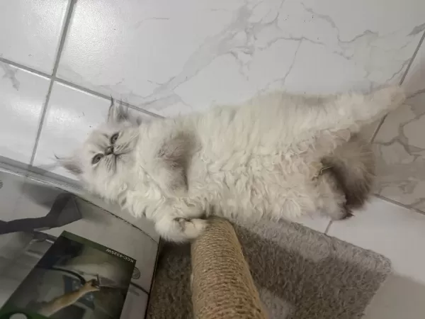 İran Kedileri 2 Aylık