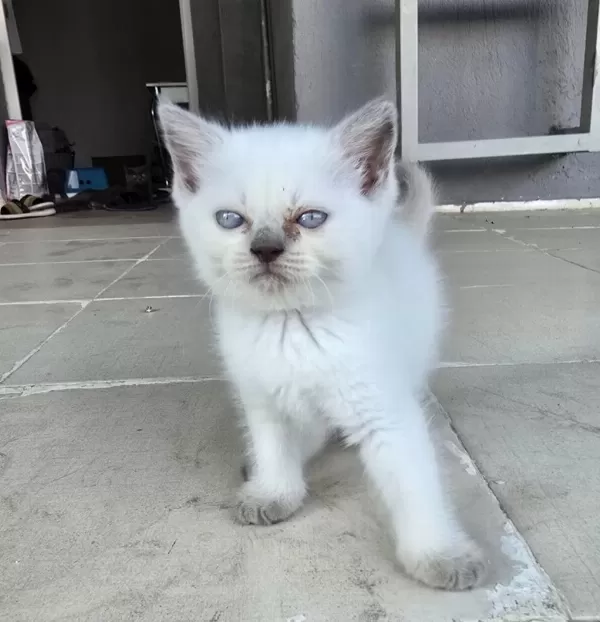 Kedilerime Yuva Arıyorum