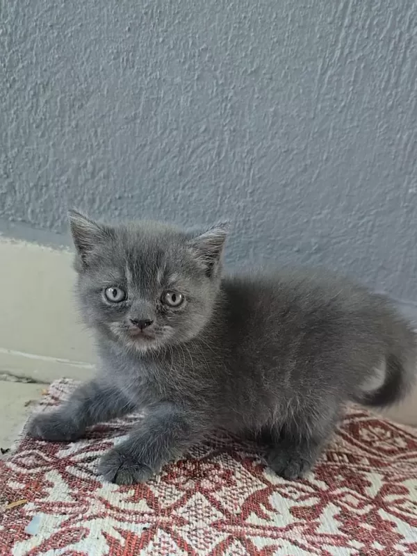 Kedilerime Yuva Arıyorum