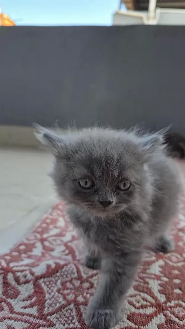 Kedilerime Yuva Arıyorum