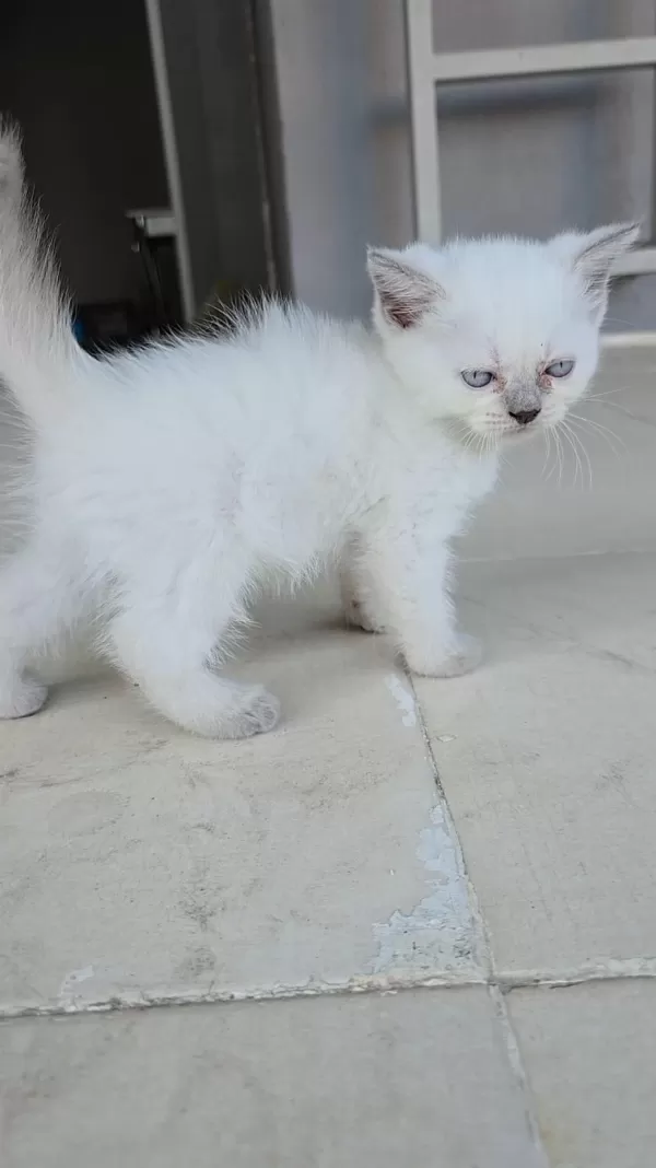 Kedilerime Yuva Arıyorum