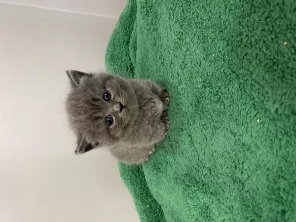Harika Munchkin Cüce