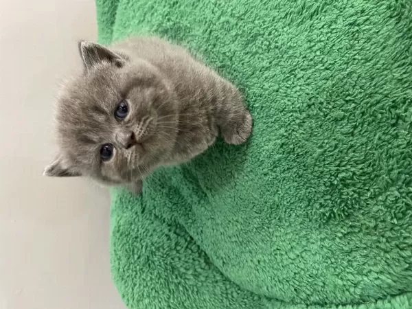 Harika Munchkin Cüce