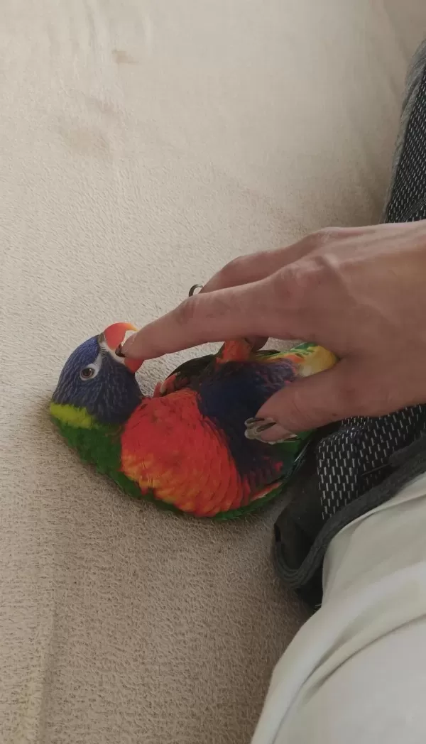 Lori Papağanı İki Yaşında