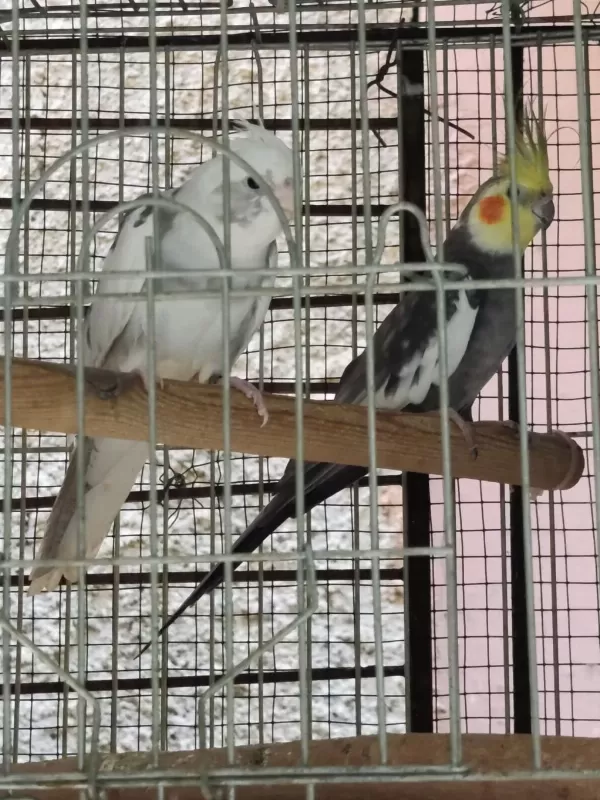 Toptan Sultan Ve Muhabbet Kuşu