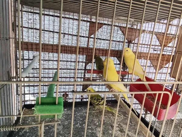 Toptan Sultan Ve Muhabbet Kuşu