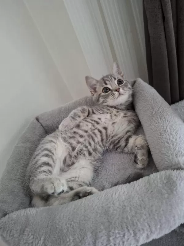 British Shorthair 3 Aylık Kedimiz