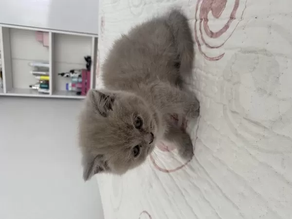 Dişi British Shorthair Dünyalar Tatlısı 2 Aylık
