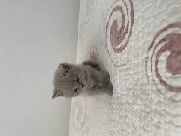 Dişi British Shorthair Dünyalar Tatlısı 2 Aylık