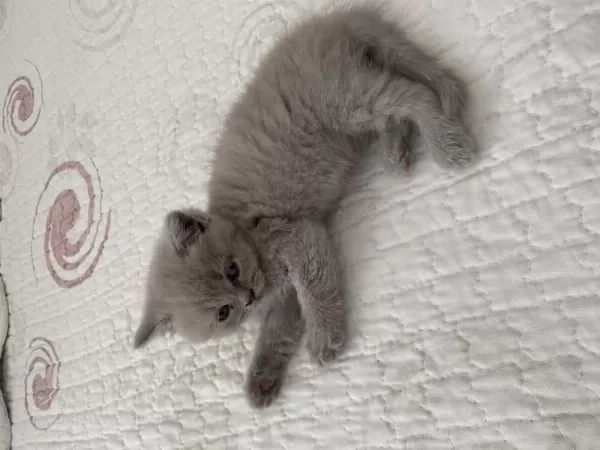 Dişi British Shorthair Dünyalar Tatlısı 2 Aylık