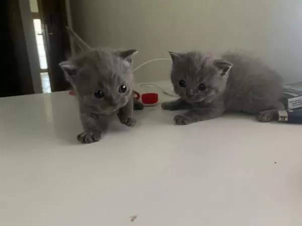 Scottish Fold Longhair