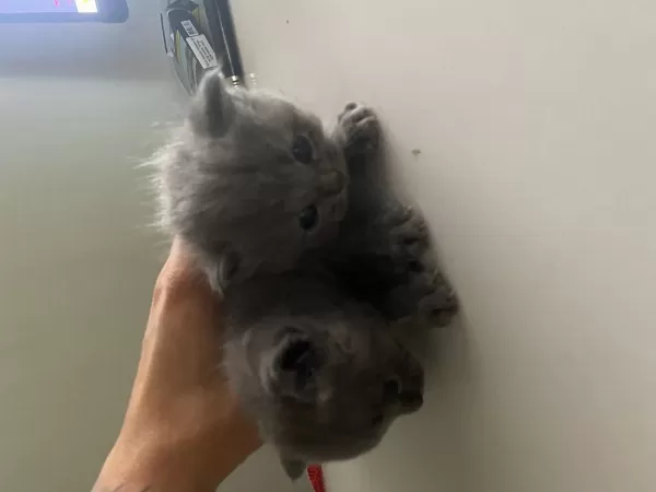 Scottish Fold Longhair